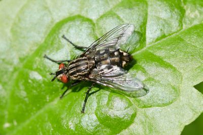 Diptera - Flies and midges