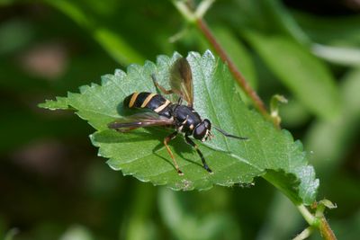 Temnostoma bombylans 