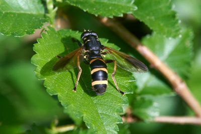 Temnostoma bombylans 