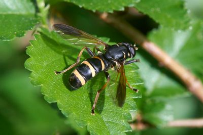 Temnostoma bombylans