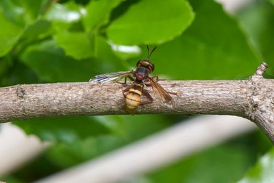 Diptera - Flies and midges
