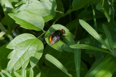 Merodon equestris (male)
