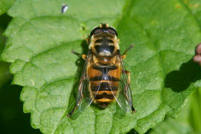 Myathropa florea (female)