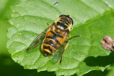 Myathropa florea (female)