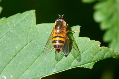 Epistrophe eligans (female)