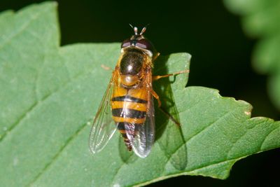 Epistrophe eligans (female)
