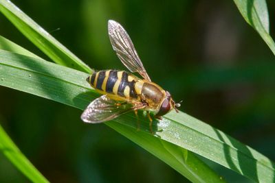 Syrphus torvus (female)