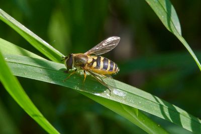 Syrphus torvus (female)