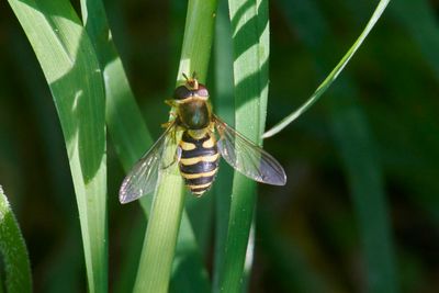 Syrphus torvus (female)