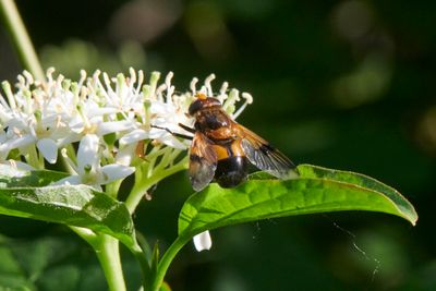 Syrphidae - Schwebfliegen - Hoverflies