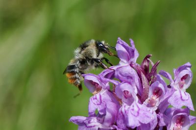 Bombus sylvarum 