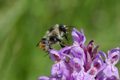 Bombus sylvarum 