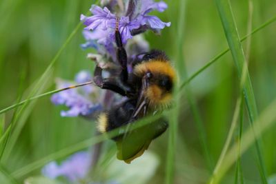 Bombus barbutellus