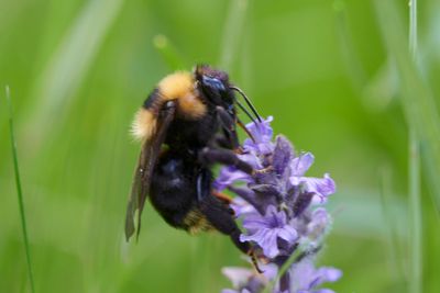 Bombus barbutellus