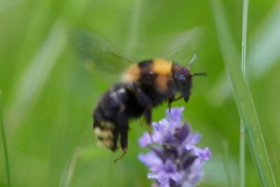 Bombus barbutellus