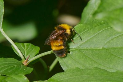 Bombus haematurus