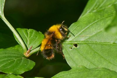 Bombus haematurus