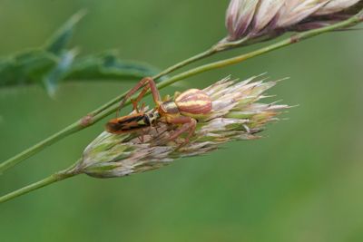 Runcinia grammica