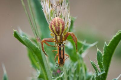 Runcinia grammica
