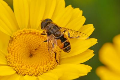 Eristalis arbustorum