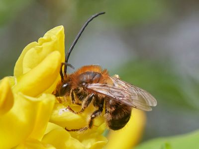 Eucera nigrescens