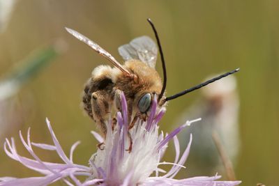 Eucera dentata
