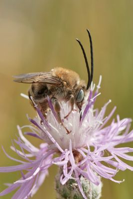 Eucera dentata
