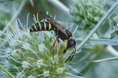 Cerceris sp.