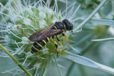 Cerceris sp.