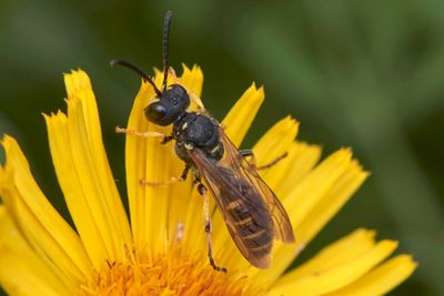 Cerceris sp.
