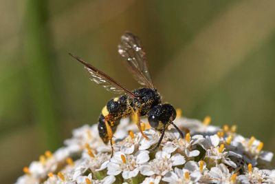 Cerceris cf. rybyensis