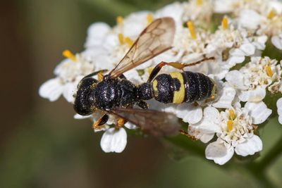 Cerceris cf. rybyensis