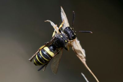 Cerceris cf. quadrifasciata