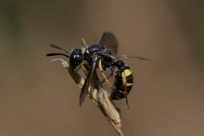 Cerceris cf. quadrifasciata
