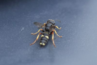 Cerceris rubida
