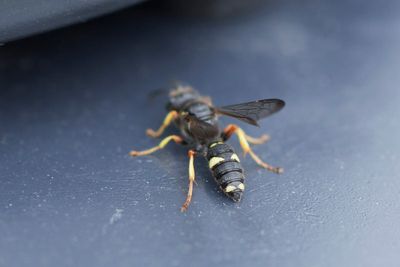 Cerceris rubida