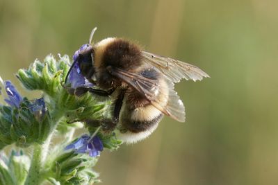 Bombus terrestris (m)