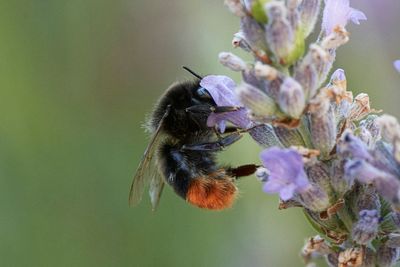 Bombus lapidarius (f)