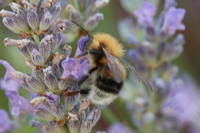 Bombus hypnorum