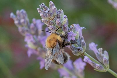 Bombus hypnorum