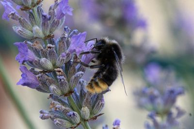  Bombus lapidarius (m)