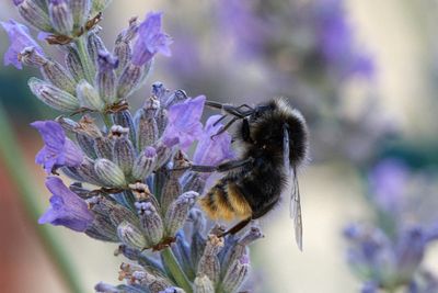 Bombus lapidarius (f)