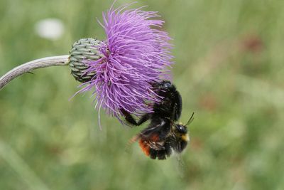 Bombus lapidarius