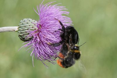 Bombus lapidarius