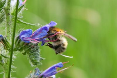 Bombus pascuorum