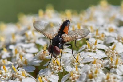 Tachinidae - Raupenfliegen