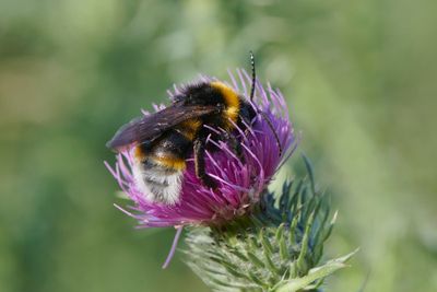 Bombus vestalis