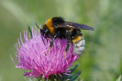 Bombus vestalis