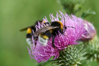 Bombus vestalis