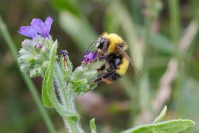 Bombus pratorum (m)